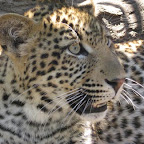 leopard4.jpg