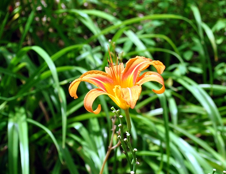 [19---Back-at-beginning---Daylily-is-%255B2%255D.jpg]