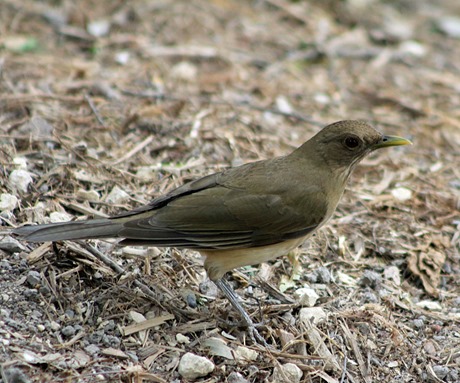 NBC Clay Colored Thrush 2013