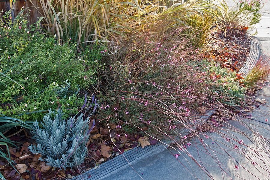 [111217_gaura%255B2%255D.jpg]