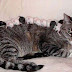 funny-animals-64.jpg