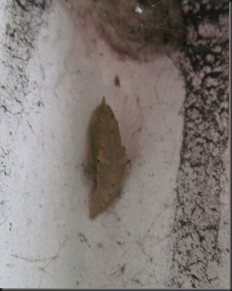 large white pupa