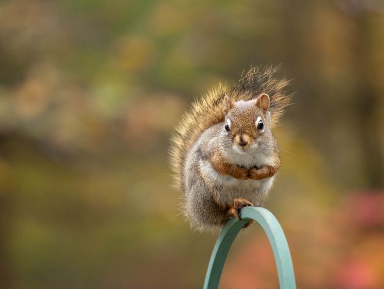 nancy-rose-squirrels-9 nancy-rose-squirrels-9