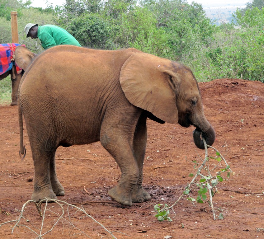 [October-30-2012-baby-elephant-eating%255B2%255D.jpg]
