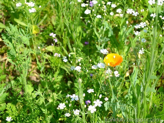 wildflowers