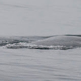 Sei whale