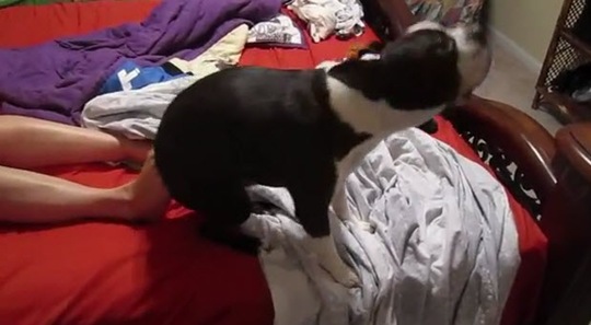 [boston-terrier-itchy-butt%255B2%255D.jpg]