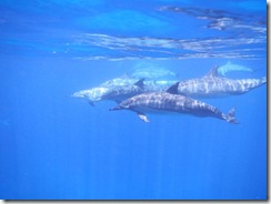 ハワイ島でイルカと泳ぐドルフィンスイム ハワイ島でイルカと泳ぐドルフィンスイム