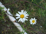 DSCF5429.JPG