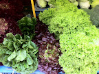 Oct 2 - Lettuce