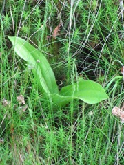 ladyslipper plant