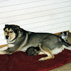 Nanook, l\'amie des chats