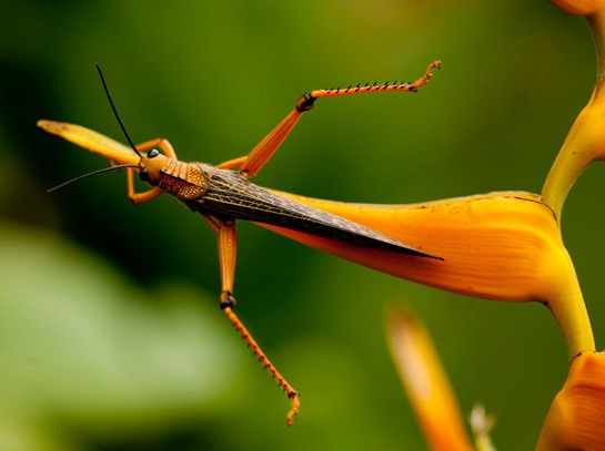 grasshopper-bird-of-paradise