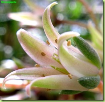 Graptoveria cv Silver Star