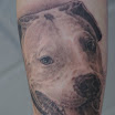 Bully Dog
