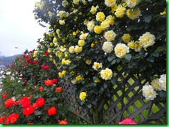 DSC05249 DSC05249