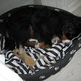  &ndash; Lua er meget glad for sin hundeseng