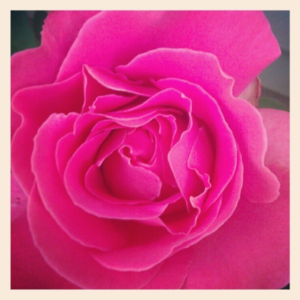 [close-up-rose5.jpg]