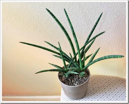 150306_Sansevieria-cylindrica_002