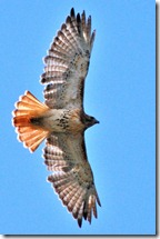 Red-tailed Hawk