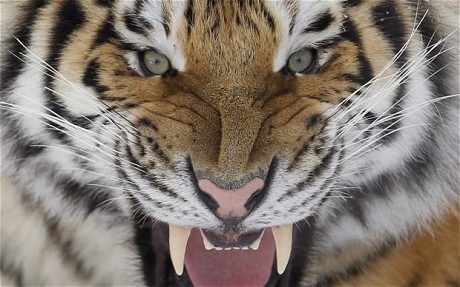 [tiger1%255B2%255D.jpg]