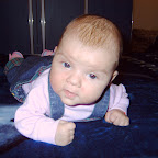 Plop Silvica