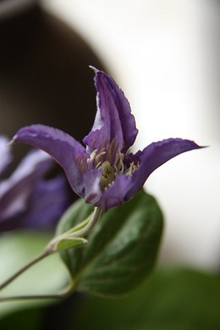 clematis clematis