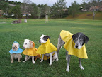 This crew of pups are clearly loved and well cared for by the doting couple that adopted them!