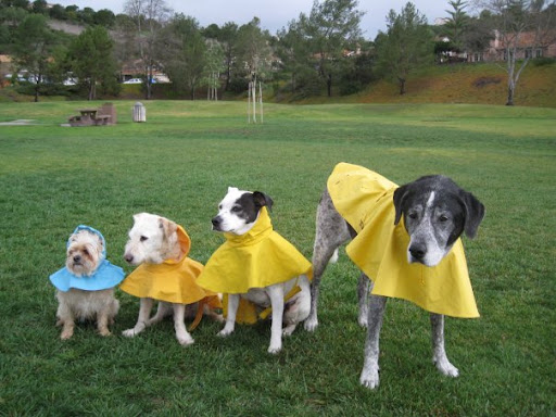 This crew of pups are clearly loved and well cared for by the doting couple that adopted them!