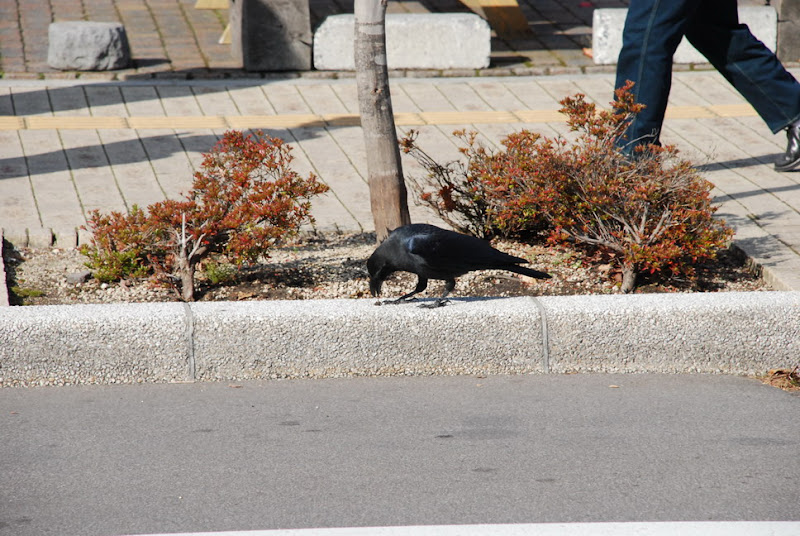 hokkaido_199.jpg