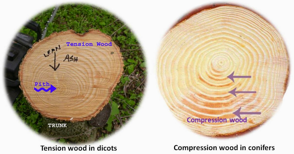 Difference between Compression Wood and Tension Wood Major Differences