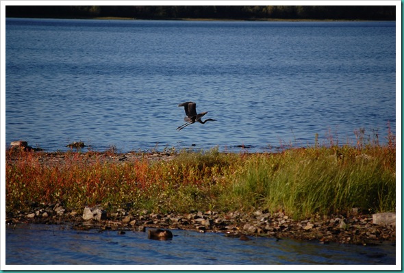 Heron