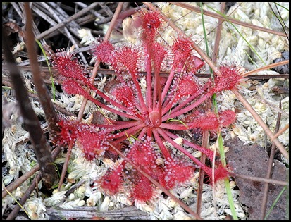 Red Wildflower with Dew Red Wildflower with Dew