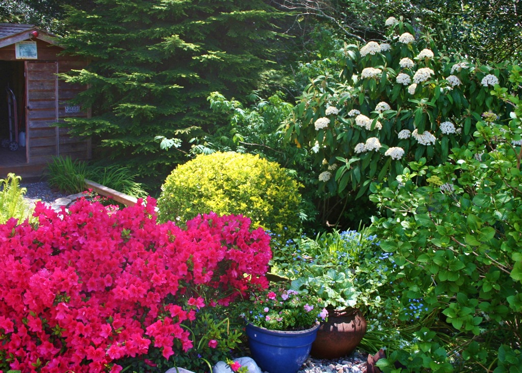[GardenViburnumMay2013%255B4%255D.jpg]