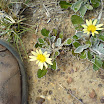 Smaller Fynbos