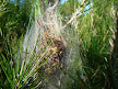 pine processionary moth caterpillars, normally late feb
