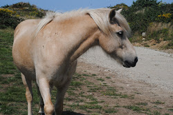 DSC_0734.JPG