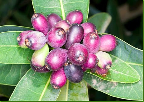 Syzygium cordatum 2 Syzygium cordatum 2