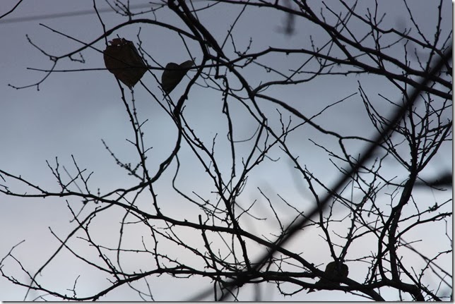 IMG_2137 IMG_2137