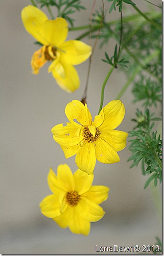 Bidens