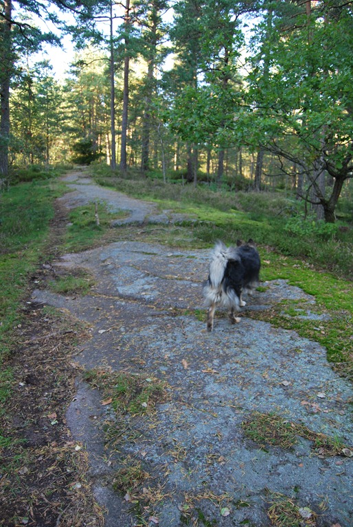 [Tur%2520i%2520skogen%2520sept%252011%2520009%255B9%255D.jpg]