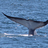 Finback whale fluke!