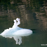 Escultura de gelo -  a Morte do Cisne