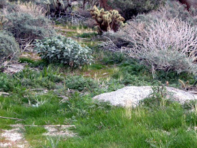 First time we have seen so much green grass out here