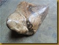 Fosil taring - pangkal Fosil taring - pangkal