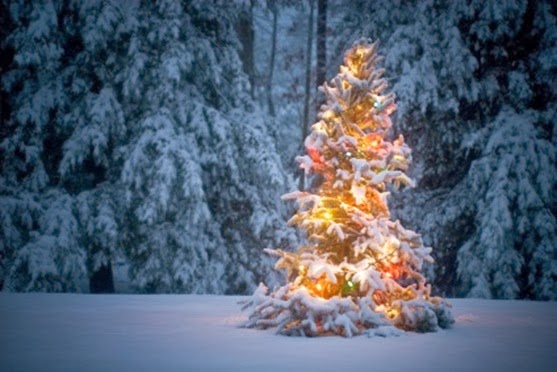 christmas-tree-in-snow (1)