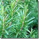 Rosemary Rosemary