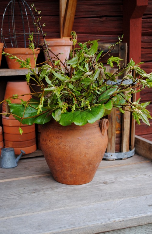[blommor%2520014%255B9%255D.jpg]