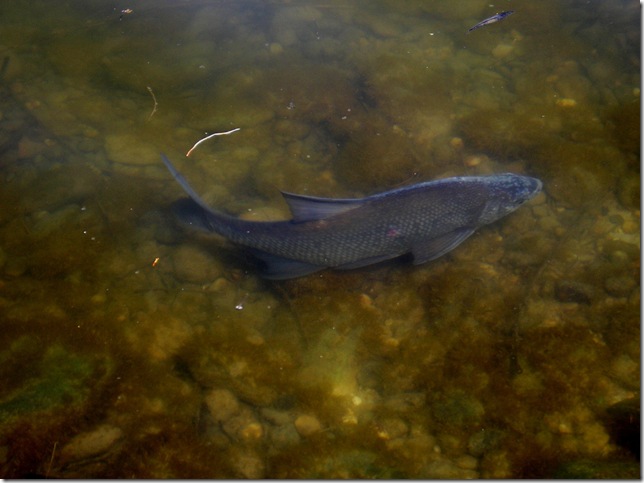 Danube Fish Danube Fish