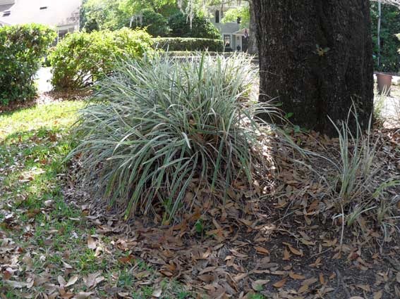 [dead-leaves%255B5%255D.jpg]